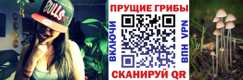 закладка  Тара  Галлюциногенные грибы Psilocybine cubensis 